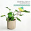 Easyly Install Plant Irrigation Spikes With Adjustable Dripper 2