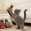 Jouet feutré de chats de durabilité dans des-Modèle de Noël 5