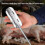 Farm Use Shaving Head Pig Scrapers Tool For Quick Meat-2 6