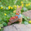 Miniature Rabbit Figurines Mini Bunnies Landscape-Raincoat Hare 6