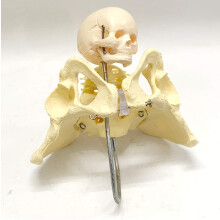Life Size Female Pelvis Anatomy Model with Fetal Head for Childbirth Training and Obstetrics Education