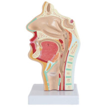Anatomical Larynx Model Life Size with Clear Labeled 3D Structure for Medical School Teaching Aid