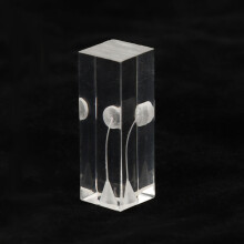Acrylic Clear Root Canal Practice Model, Curved Oral Endodontic Display