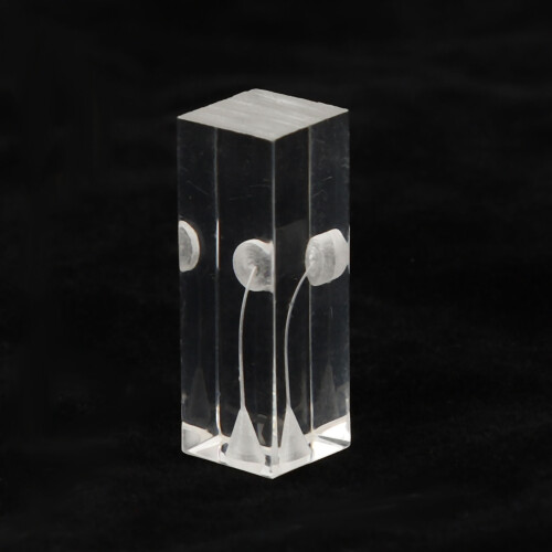 Acrylic Clear Root Canal Practice Model, Curved Oral Endodontic Display