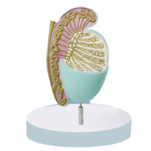 Male Reproductive System Anatomical Model with Detailed Internal Structures for Medical Teaching
