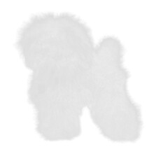 Pet Grooming Practice Full Body Hair Soft-White Poodle hair