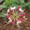 Chèvrefeuille American Beauty 2L 4