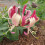 Chèvrefeuille American Beauty 2L 5