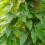 Caprifoglio giapponese Purpurea 2L 2