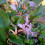 Caprifoglio giapponese Purpurea 2L 3