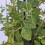Caprifoglio Aureoreticulata giapponese 2L 4