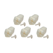 Dental Typodont Model 28 Teeth 1:1 Scale with PrePrepared Teeth for Filling and Inlay Practice Set of 5