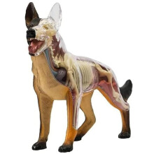 Dog Anatomy Model with Removable Organs and Bones for Veterinary Training and Education 29 Parts