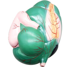 Cow Stomach Anatomical Model with HandPainted Details, Durable PVC Veterinary Teaching Tool