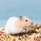 Ausgewogenes Hamsterfutter, gefriergetrocknetes Hamsterfutter, 1100g/2,4lb 6