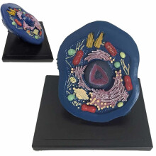 Animal Cell Model with Accurate Anatomy Display for Biology Classroom and Science Teaching Kit