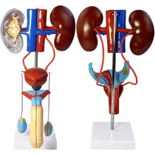 Anatomical Urinary System Model with Male and Female Anatomy, PVC Kidney and Reproductive Education