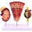 Kidney Anatomical Model with Enlarged Nephron and Glomerulus, Clear Labeled PVC Educational Tool 1