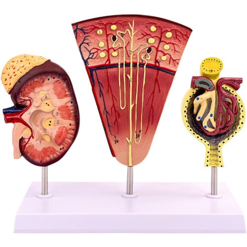 Kidney Anatomical Model with Enlarged Nephron and Glomerulus, Clear Labeled PVC Educational Tool