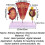 Kidney Anatomical Model with Enlarged Nephron and Glomerulus, Clear Labeled PVC Educational Tool 2