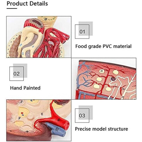 Kidney Anatomical Model with Enlarged Nephron and Glomerulus, Clear Labeled PVC Educational Tool 2