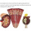 Kidney Anatomical Model with Enlarged Nephron and Glomerulus, Clear Labeled PVC Educational Tool 5