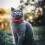 Adjustable Red Pet Cat Flea Collar, Silicone, 29cm 1