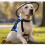 Adjustable Safety Leash for Blind Dogs M Size Fabric-4BLUE 3
