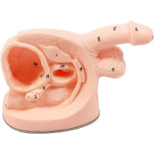 Catheterization Training Manikin with Realistic Male Anatomy for Nursing Education and Skill Practice