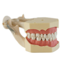 Full Mouth Removable Dental Teaching Model Adult Standard Size for Kids Study and Demonstration