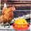 Automatic Chicken Waterer with Durable Plastic Bowl for Ducks and Poultry, Easy Clean Design 2