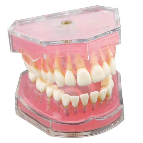 Dental Typodont Model with Realistic Removable Teeth for Student Practice and Hygiene Training