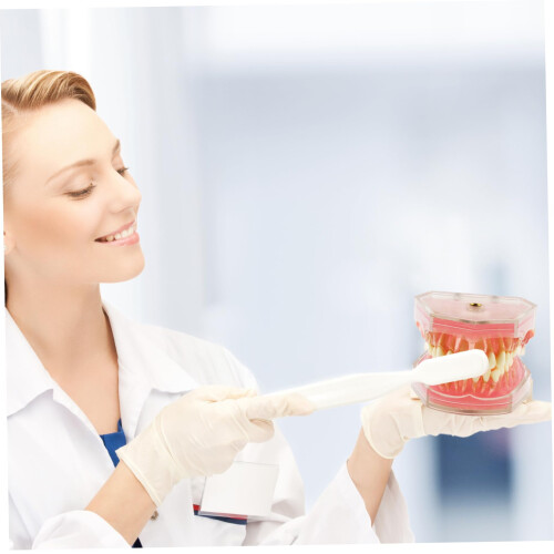 Dental Typodont Model with Realistic Removable Teeth for Student Practice and Hygiene Training 2
