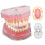 Dental Typodont Model with Realistic Removable Teeth for Student Practice and Hygiene Training 5