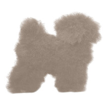 Full Body Dog Grooming Trimming Practice-Champagne tedy hair