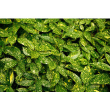Aucuba Japonica Variegata Variegated Japanese Laurel Shrub Plant Large in a 3 Litre Pot