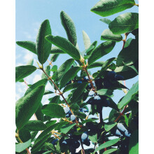 3x Large Lonicera Honeyberry Fruit Bushes | 2/3 Litre Pots By Direct Plants