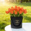 3 Stück Valentinstag-Geschenkboxen für Rosen,-Rosa 5