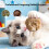Biodegradables Soft Materials Pet Ball for Quiet Auto-S 7