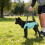 Harnais de levage réglables pour chiens,-Impression M Montagnes 3