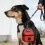 Support de sac de ramassage de crottes de chien,-Jaune 6