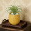 Simulation Artificial Air Plant Plastic Greenery Succulents-3 5