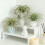 Simulation Artificial Air Plant Plastic Greenery Succulents-3 6