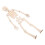 Wooden Human Skeleton Model Kit for HandsOn Anatomy Learning, DIY Educational Assembly Set 1