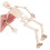 Wooden Human Skeleton Model Kit for HandsOn Anatomy Learning, DIY Educational Assembly Set 2