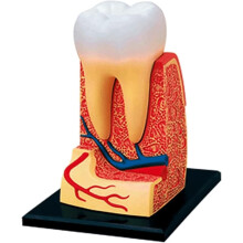 Dental Anatomy Model with Detachable 12Part Tooth Design for Education and Training Aid