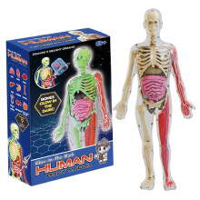 Glow in the Dark Human Body Model for Kids, Detachable Anatomy Science Kit for Interactive Learning