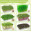 Bandejas de aço inoxidável para cultivo de brotos, 2 níveis, 26,4 cm (10,4 polegadas), para microverdes. 5