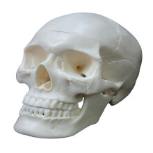 Life Size Human Skull Model with Removable Cap and Full Teeth for Anatomy Study and Teaching