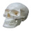 Life Size Human Skull Model with Removable Cap and Full Teeth for Anatomy Study and Teaching 2